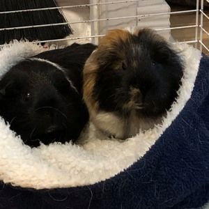 Meet your Posher, Ariane